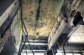 Best Forensic Mold Investigation  in Camp Wood, TX